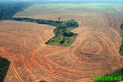 deforestation.amazo.jpg