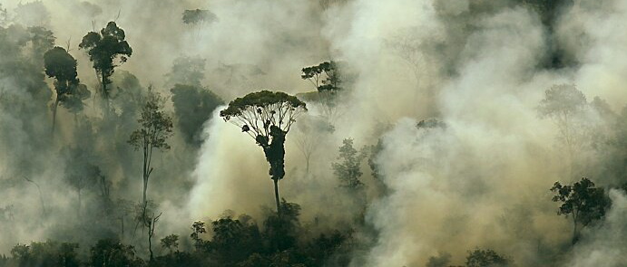 deforestation4.jpg