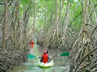 kayak.mangrov.jpg