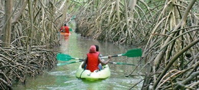 kayak.mangrov3.jpg