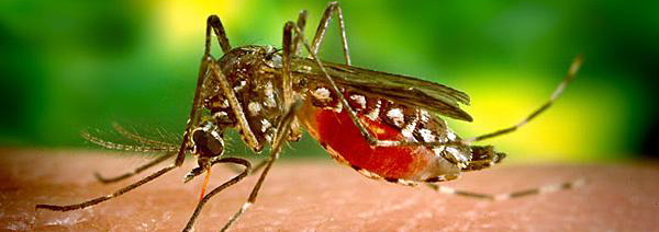 moustique-aedes-aegypti.jpg