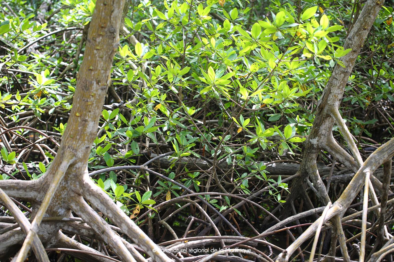 pnm.mangrove2.jpg