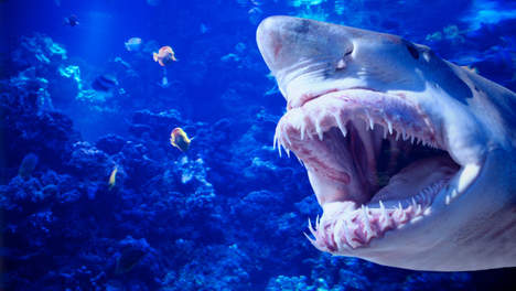 requin2.jpg